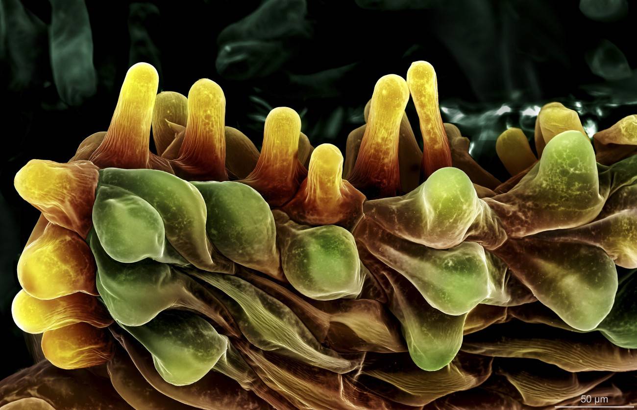Imagen de la puerta de entrada de una flor de freesia, el estigma por el que acceden los pólenes. 