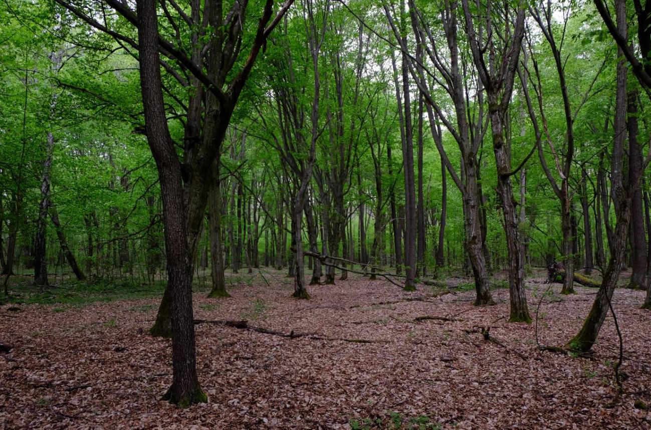 Bosque - Germán Orizaola : Chernóbil, hoy  es el lugar con mayor densidad de lobos de Europa