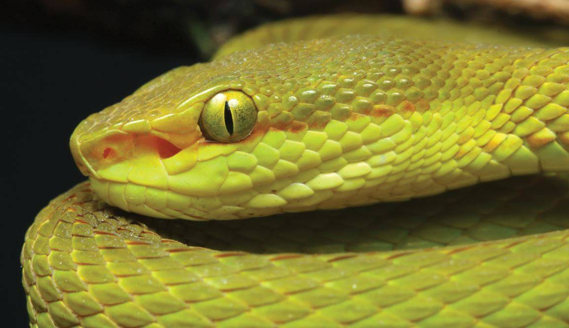 Cabeza de serpiente - Serpiente Verde de Harry Potter del mago Salazar Slytherin, descubierta en la India