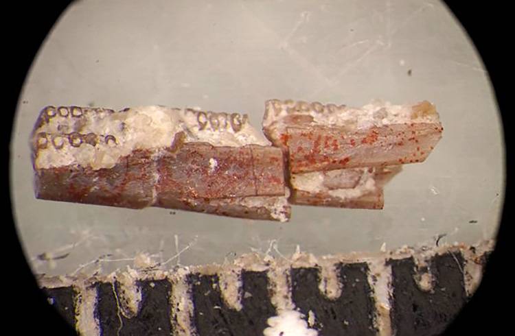 Fotografía microscópica de una mandíbula inferior de Funcusvermis gilmorei / Ben T. Kligman