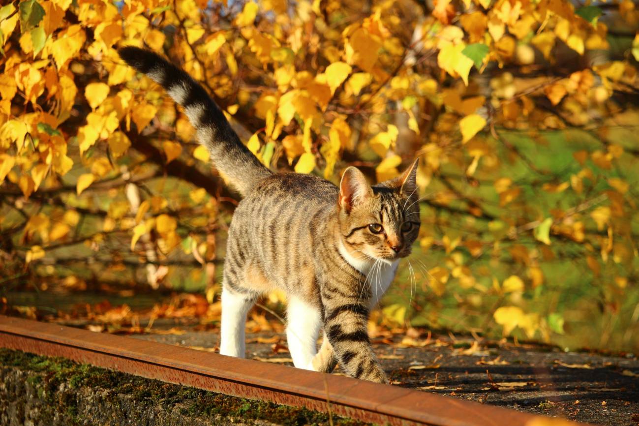 gato paseando en otoño