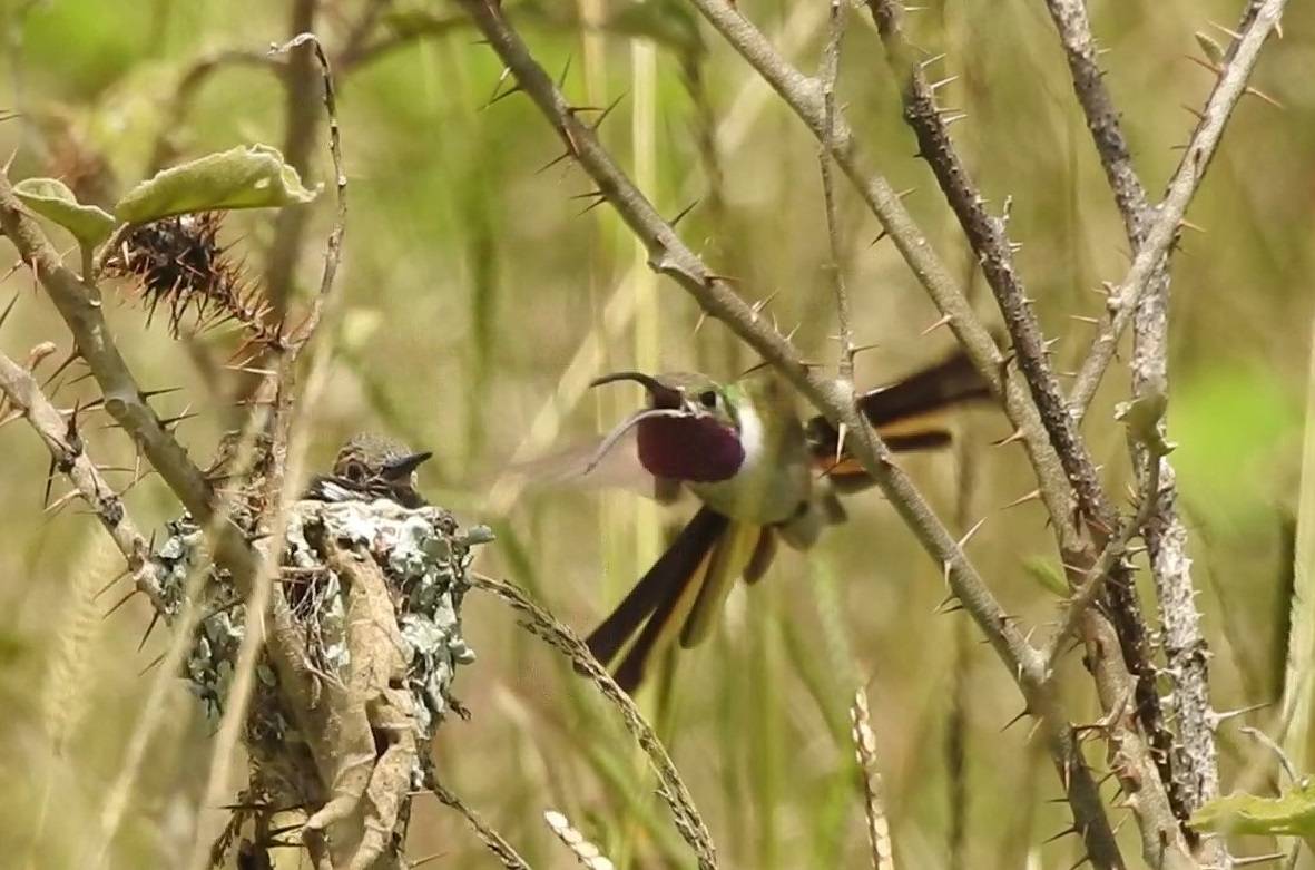 colibries - Colibríes : Destrucción del hábitat y brujería, dos amenazas para el ave más simbólica de México
