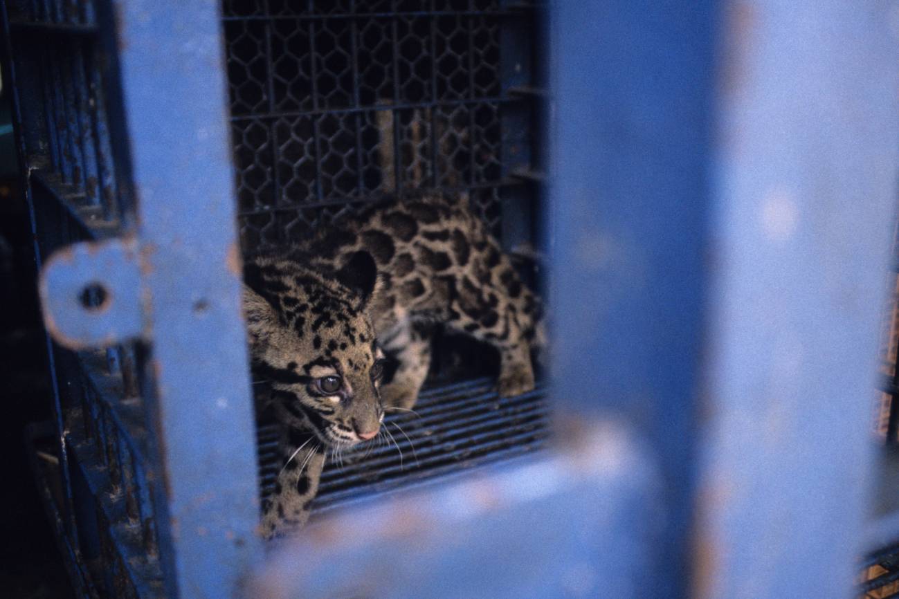 Muchos mamíferos son cazados y comercializados de manera ilegal