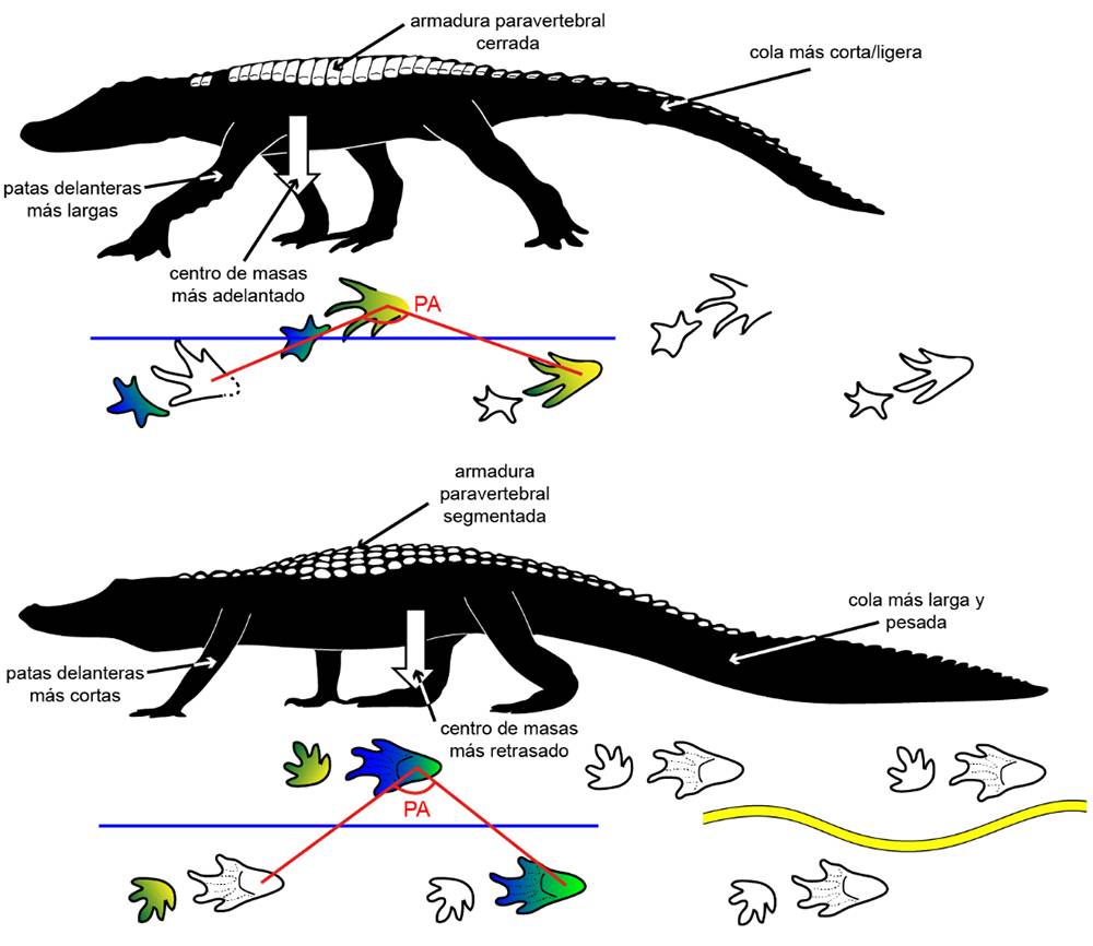 Comparación de los rastros de Crocodylopodus (arriba) y de un cocodrilo actual (abajo) con las principales diferencias