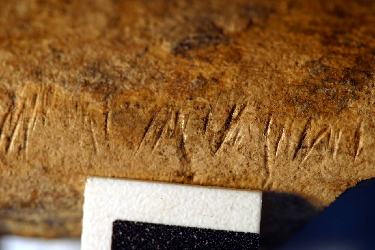 Huesos fósiles de 1,5 millones de años de antigüedad con marcas de corte procedentes de Koobi Fora, Kenia.
