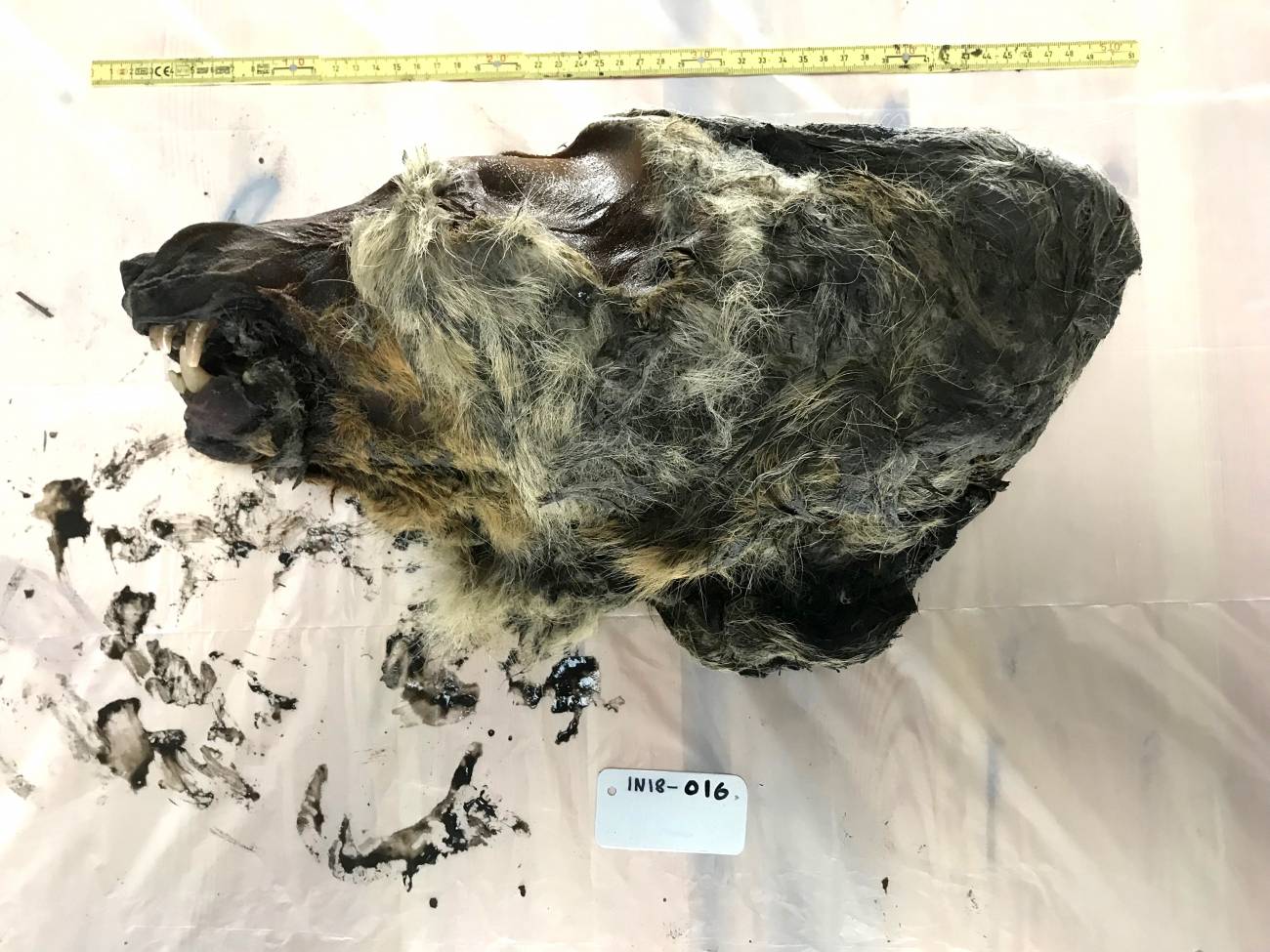 Un cráneo de lobo de 32.000 años de antigüedad procedente de Yakutia del que se secuenció un genoma. / Love Dalén