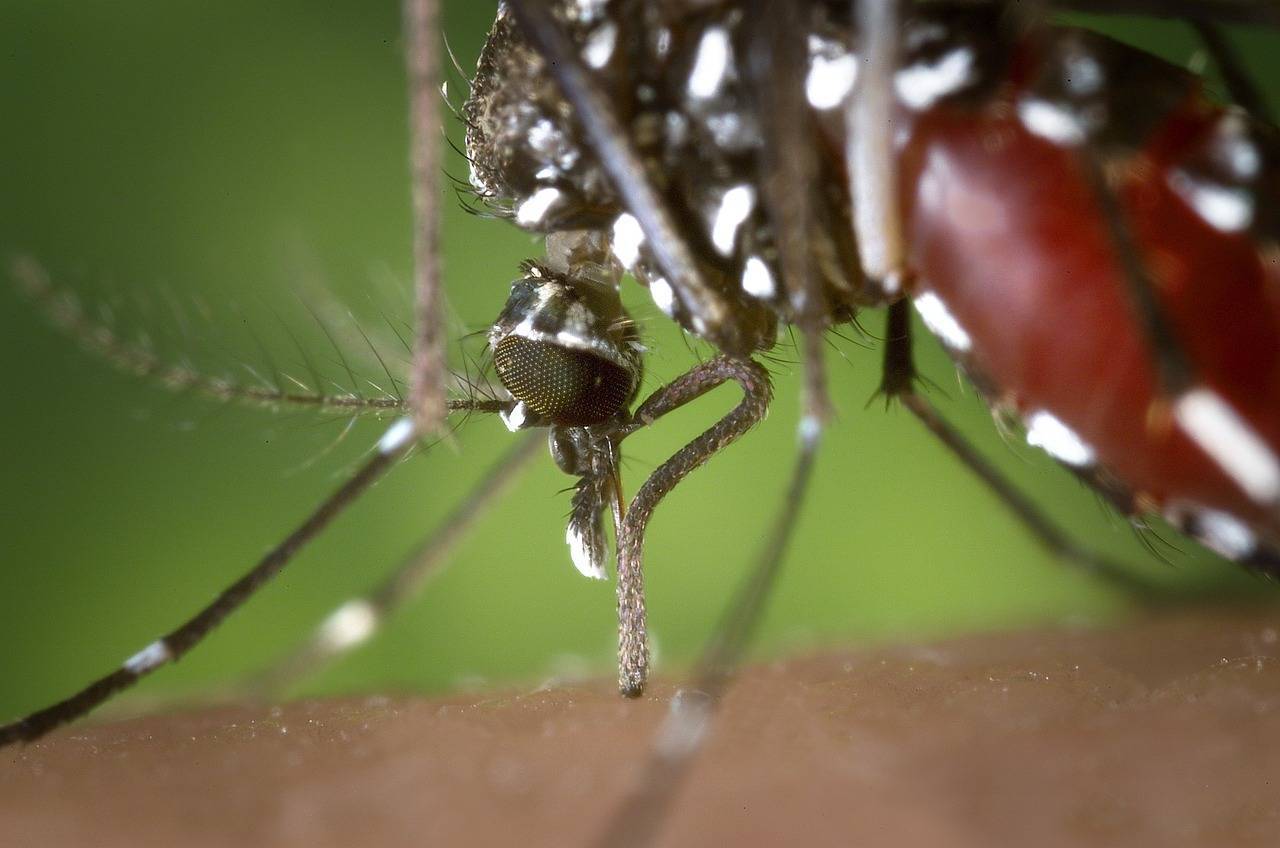 De origen tropical, esta enfermedad que se transmite por la picadura del mosquito tigre, afecta a 400 millones de personas anualmente, según la OMS. / Pixabay