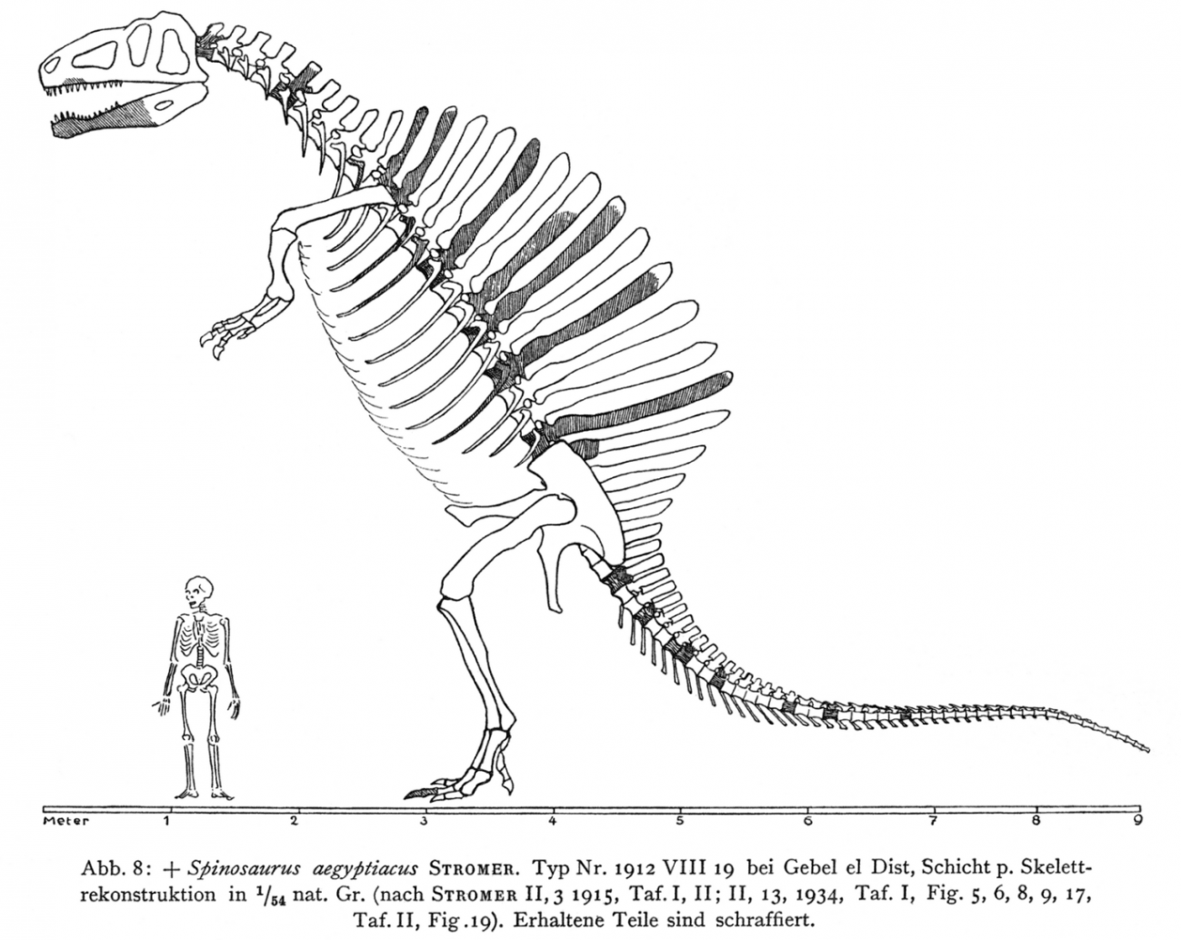 El paleontólogo Ernst Stromer imaginó al Spinosaurus aegyptiacus como un animal parado sobre sus patas traseras, con un largo lomo erizado de espinas. / Biblioteca Linda Hall