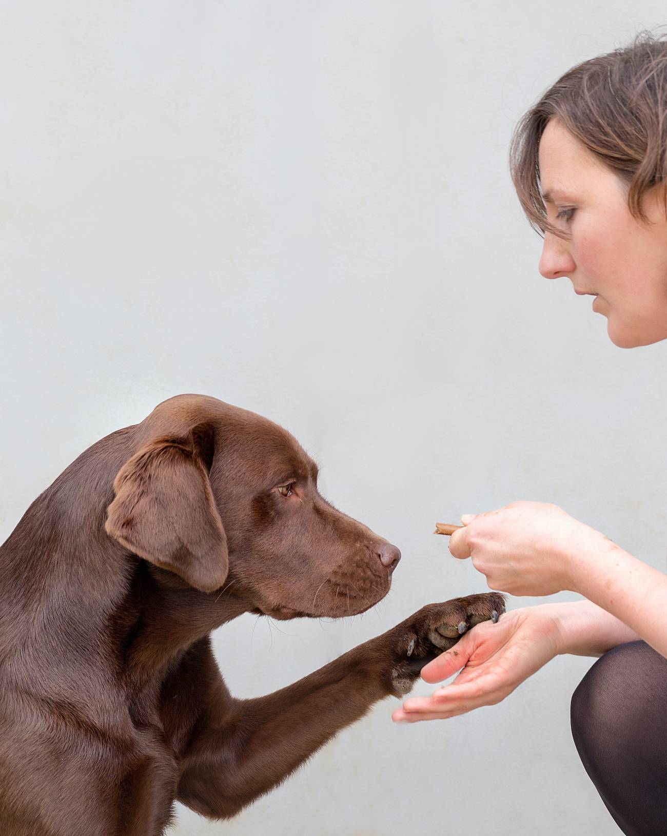 Eleanor Raffan con un perro labrador del estudio. / Universidad de Cambridge