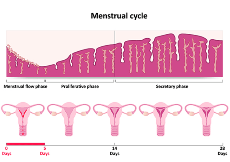 fases ciclo menstrual