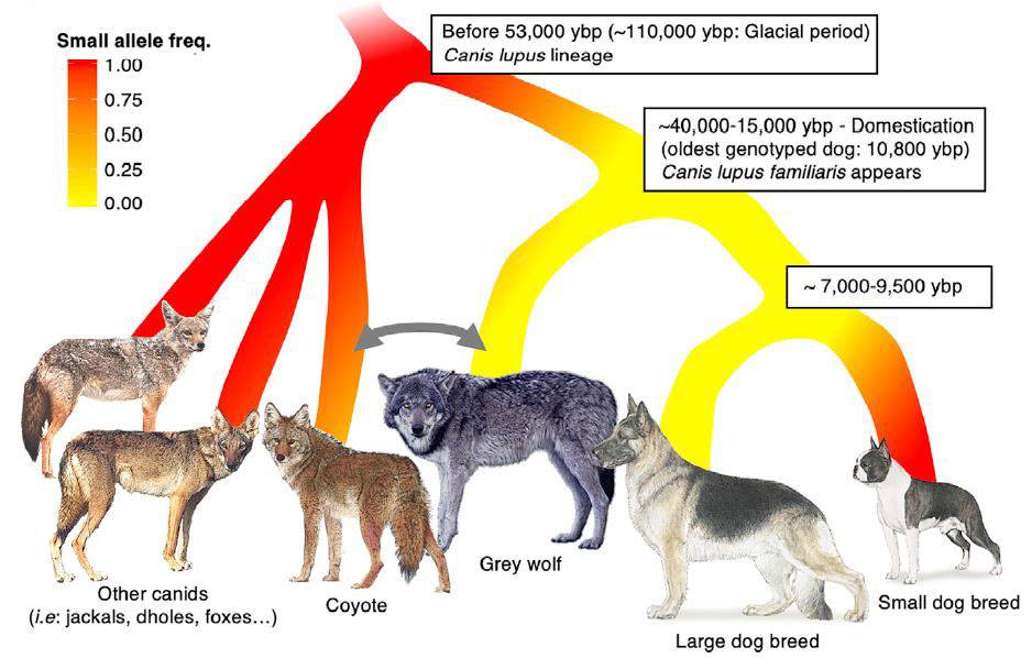 figure - Mutación genética que hace pequeños a los perros  como chihuahuas o pomerania ya existía en los lobos
