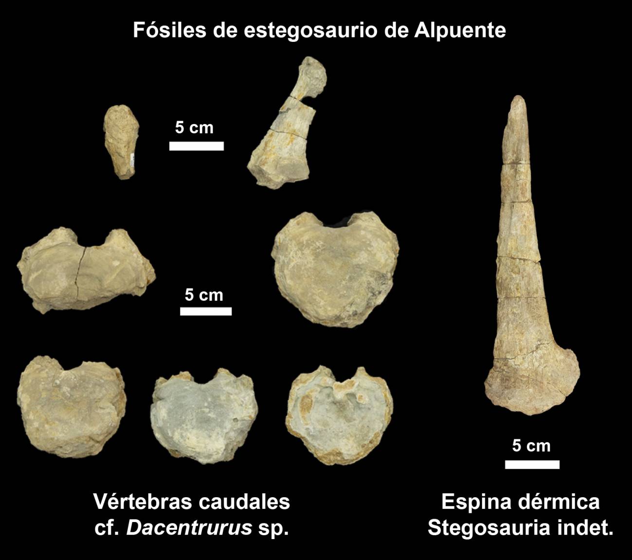 Fósiles de estegosaurios de Alpuente (Valencia, España). / Fundación Dinópolis