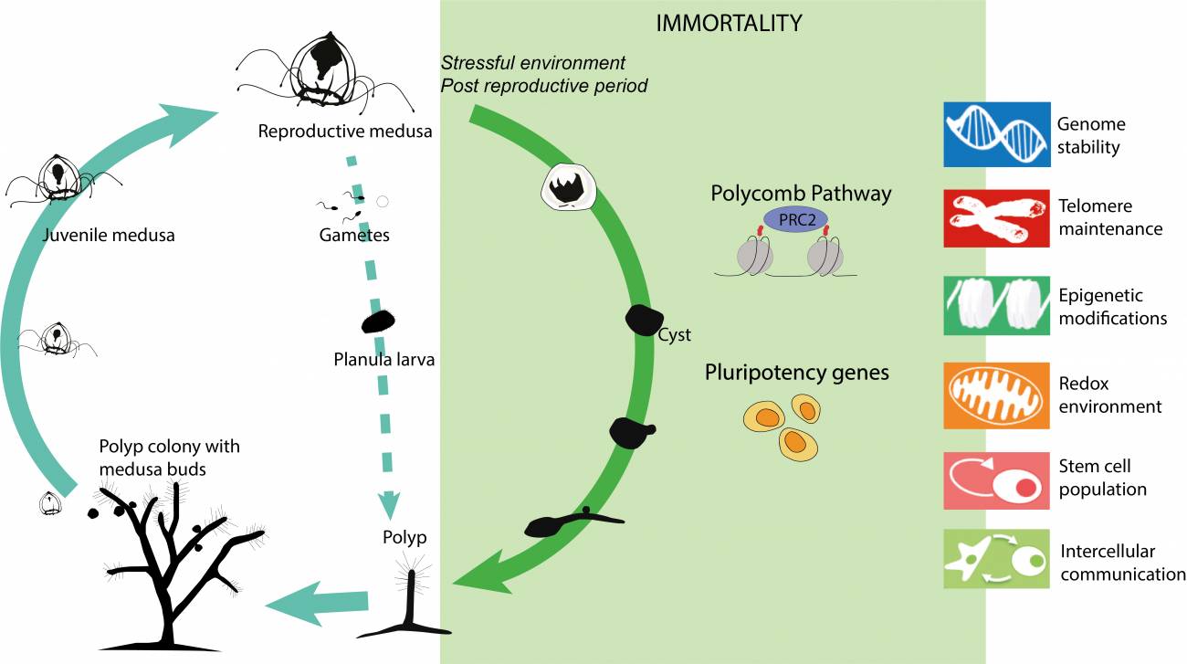 Ciclo de vida de 'Turritopsis dohrnii' y, dentro del cuadrado verde, la vía de reversión junto con los mecanismos potencialmente implicados en esta. / Universidad de Oviedo