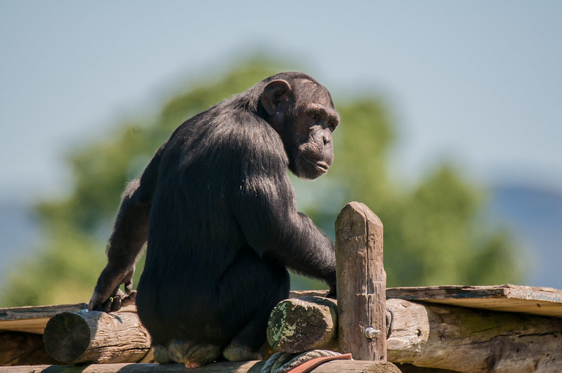 chimpancé fundació MONA