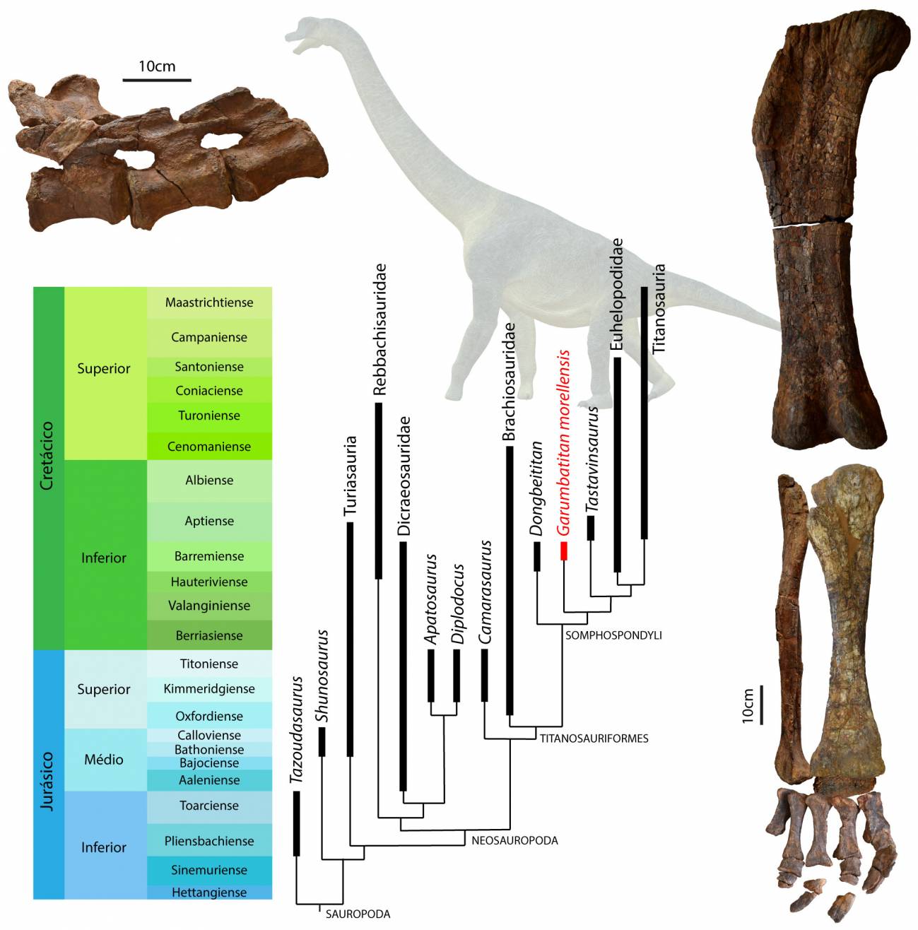 Relaciones de parentesco de Garumbatitan morellensis con algunos de los saurópodos más relevantes y restos óseos de Garumbatitan morellensis.  / GBE-UNED