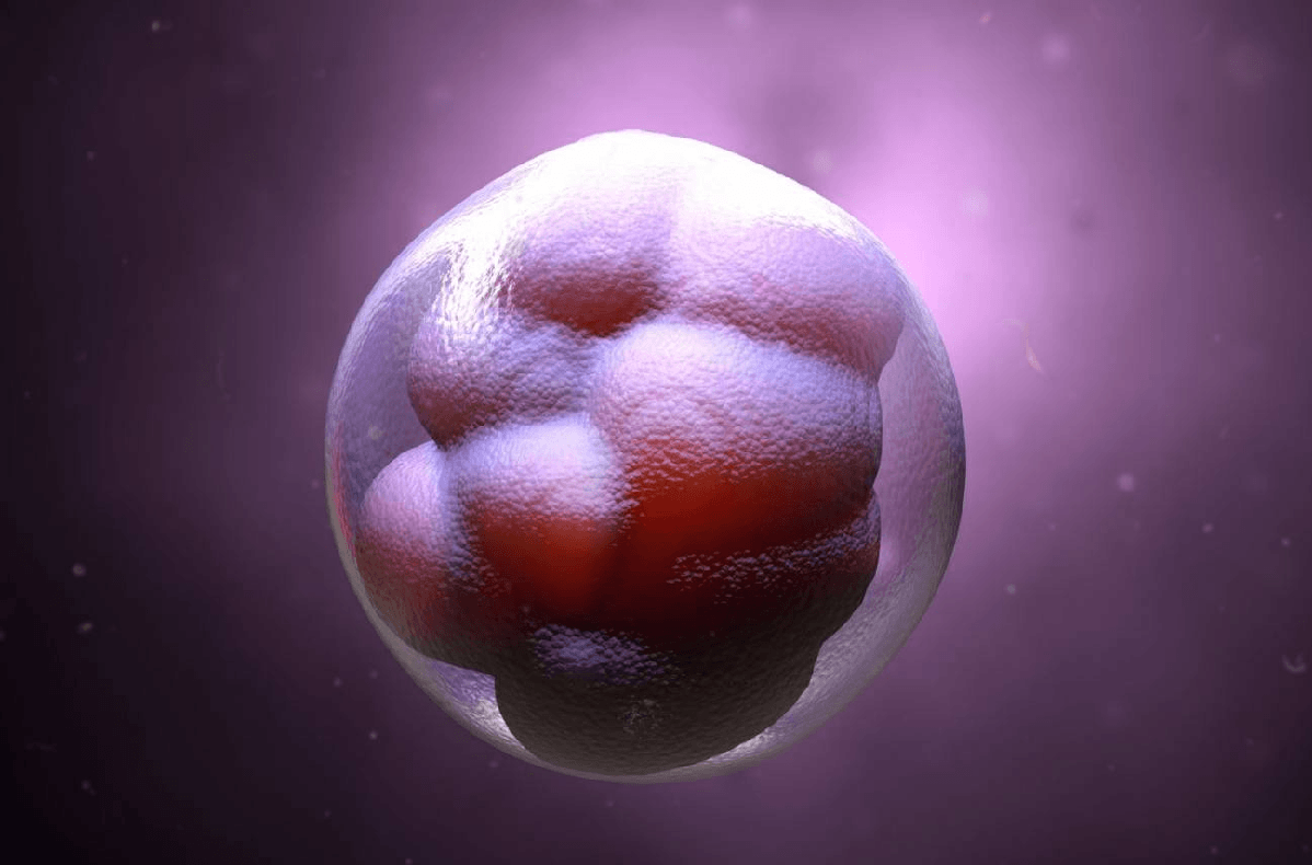 Embrión en las primeras partes de su desarrollo