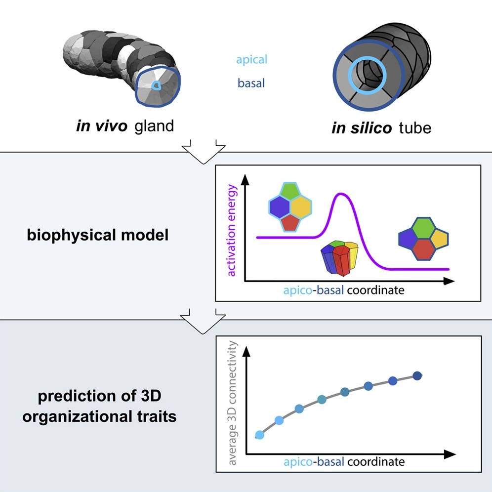 Un modelo biofísico predice la conectividad celular en 3D 1