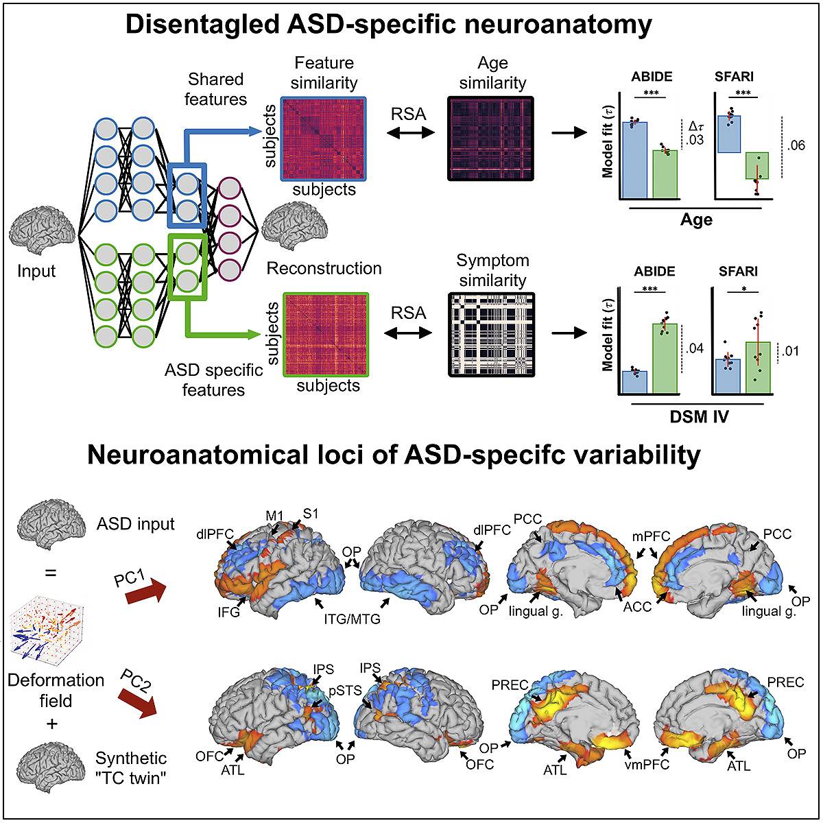 Diferencias en la neuroanatomía de los autistas