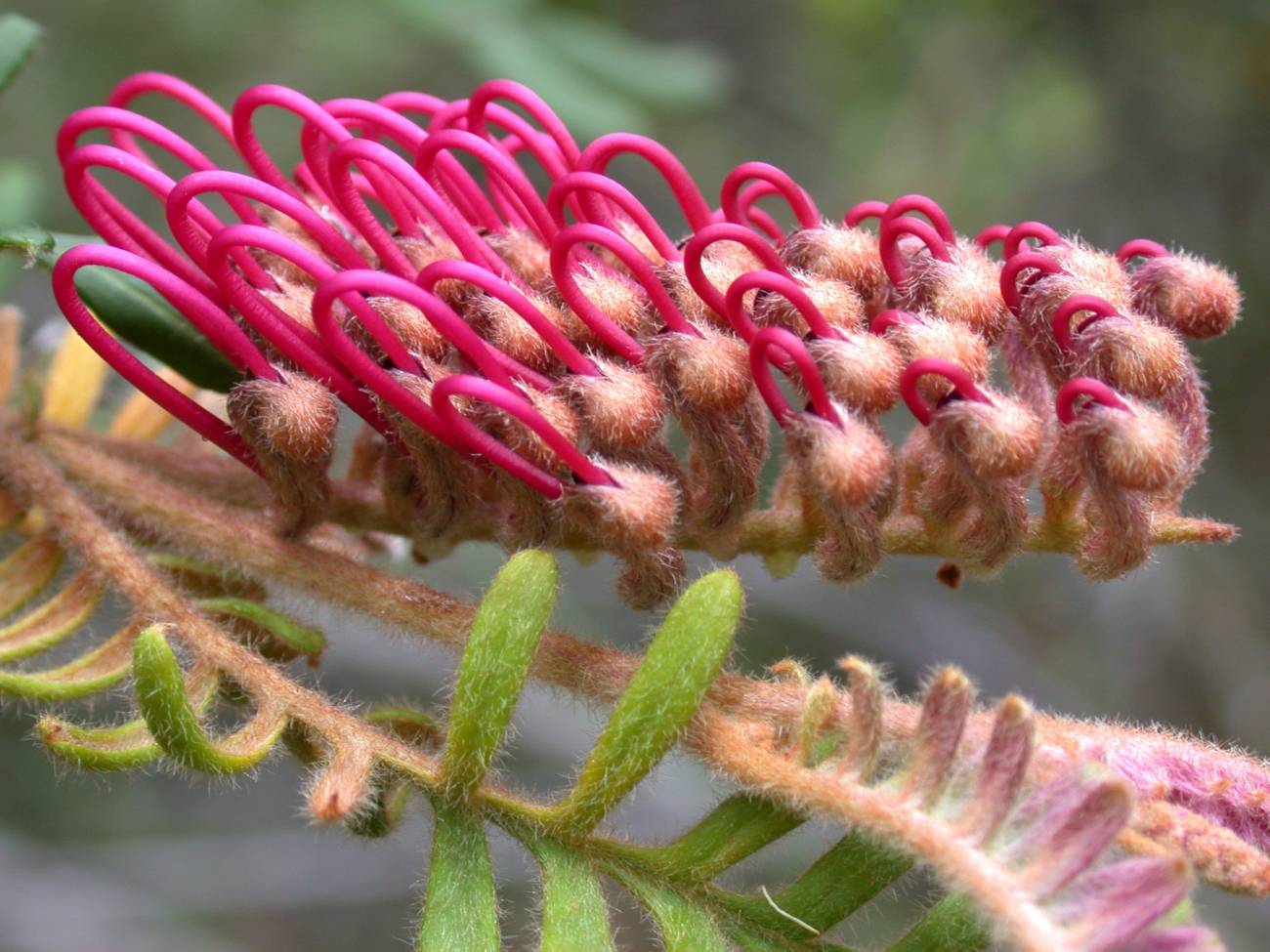 Protea Grevillea caleyi / © Tony Auld