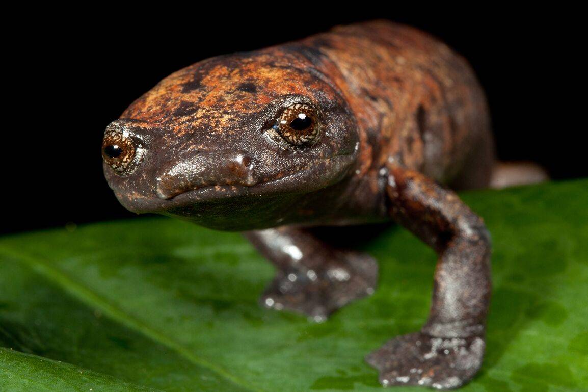 La salamandra gigante, ('Bolitoglossa dofleini') es una especie 'casi amenazada' cuyo hogar forestal fue protegido mediante la creación de una nueva reserva en la Sierra Caral de Guatemala. / © Robin Moore/Re:wild