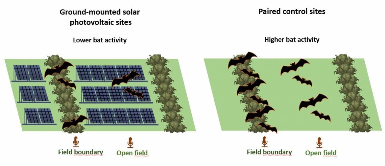 Ilustración que muestra el efecto de la agricultura solar en la actividad de los murciélagos. / Lizy Tinsley