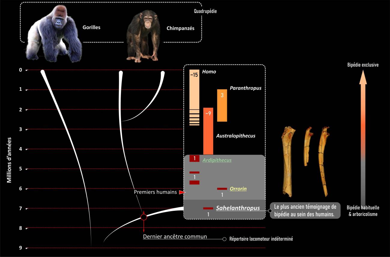 La humanidad se separó del grupo de los chimpancés durante el Mioceno reciente, muy probablemente entre 10 y 7 millones de años antes del presente. / © Franck Guy / PALEVOPRIM / CNRS - Universidad de Poitiers