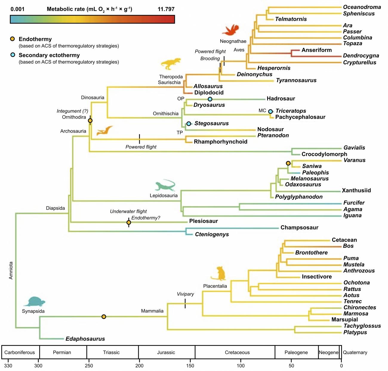 Filogenia de consenso calibrada en el tiempo de amniotas fósiles y modernos que muestra la evolución 393 de tasas metabólicas y estrategias térmicas