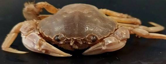 Descubierta una nueva especie de cangrejo en aguas andaluzas