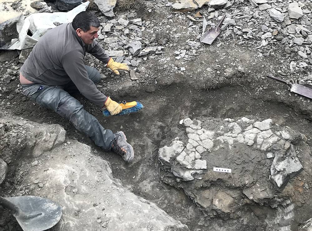 Los restos fósiles de la tortuga en el yacimiento durante el proceso de extracción. / Ángel Galobart / MCD-ICP