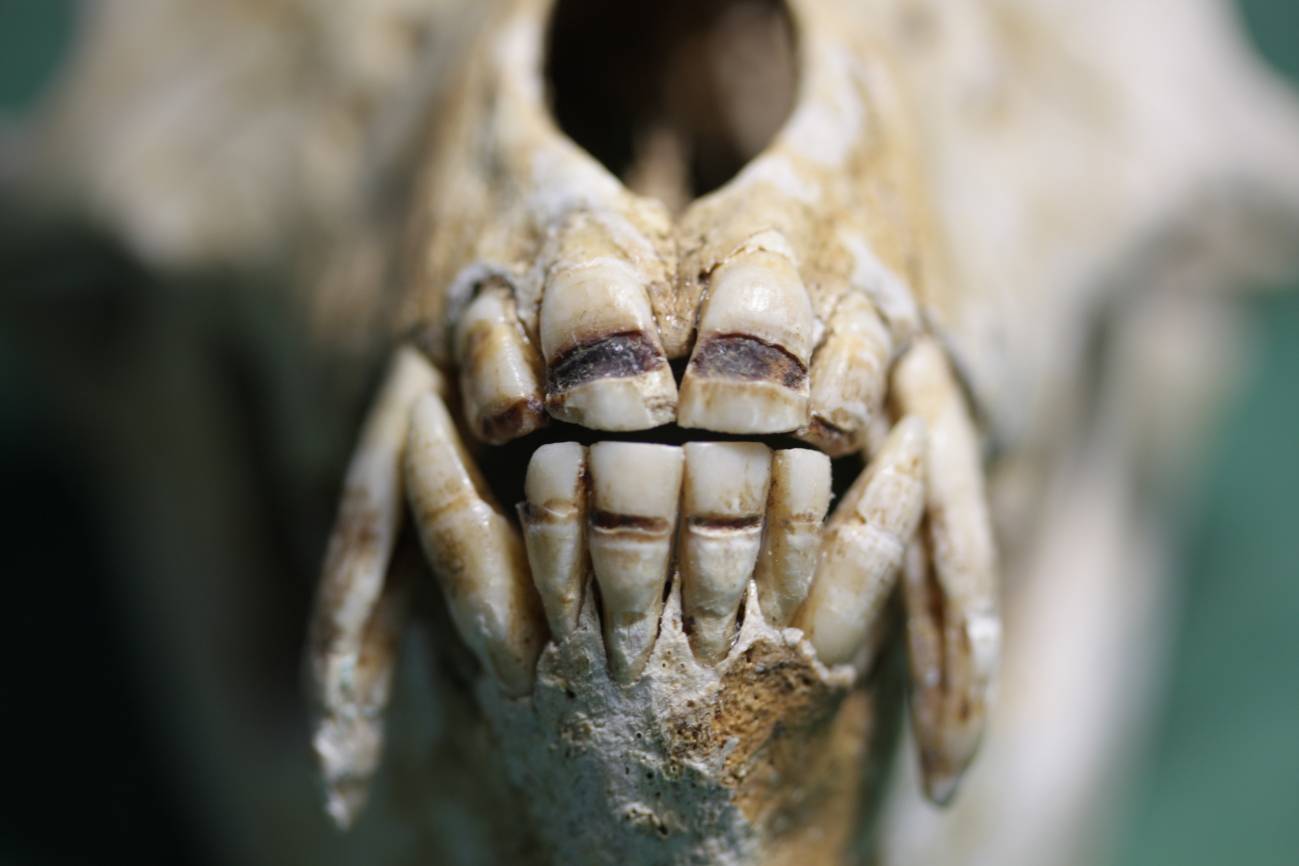 Graves defectos dentales de macaco japonés. / Instituto de Investigación de Primates de la Universidad de Kioto)/ Ian Towle