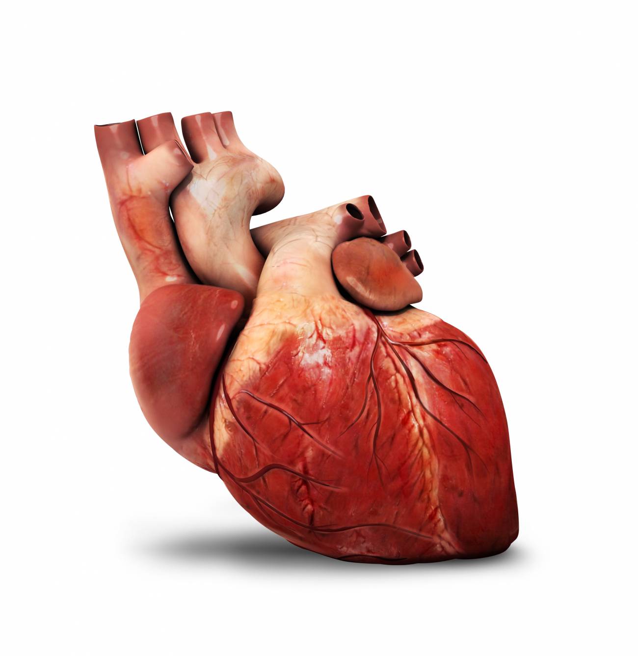infografía corazón