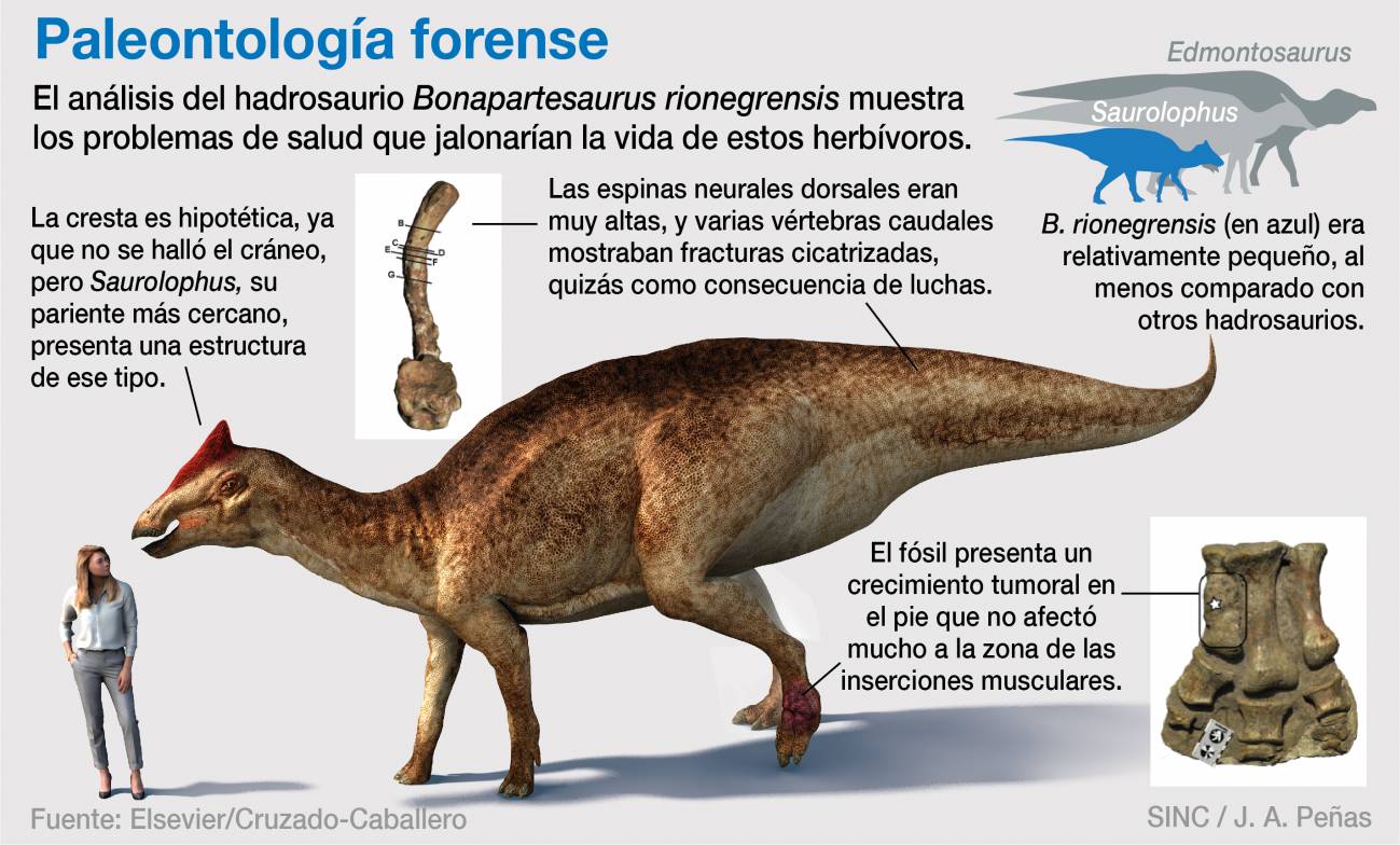 Infografía sobre el hadrosaurio