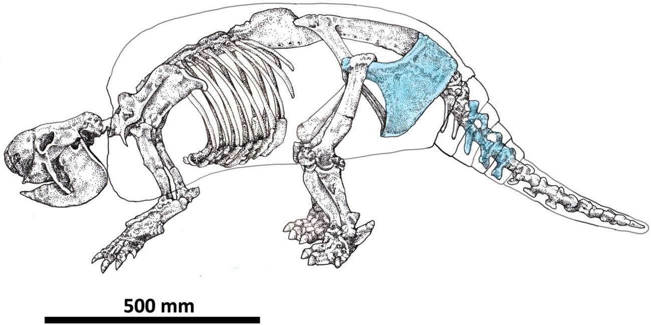 Dibujo de un esqueleto de gliptodonte