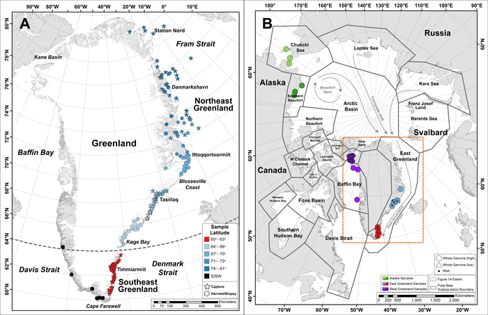 Los puntos del mapa de la izquierda muestran los lugares donde se recogieron muestras de osos polares de Groenlandia. l mapa de la derecha muestra las 19 subpoblaciones actuales de osos polares, con puntos de color que indican la ubicación de otras muestras utilizadas en el análisis. / Science