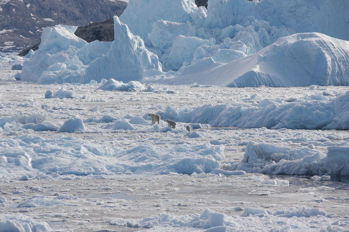 Un grupo familiar de osos polares, formado por una hembra adulta (izquierda) y dos cachorros, cruza el hielo del glaciar en el sureste de Groenlandia en septiembre de 2016. / NASA OMG