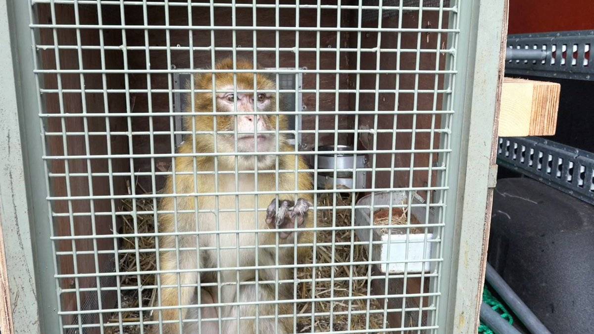 Macaco de Berbería Izzy rescatado en Países Bajos. Había vivido toda su vida mantenida como animal de compañía en Alemania. / AAP Primadomus