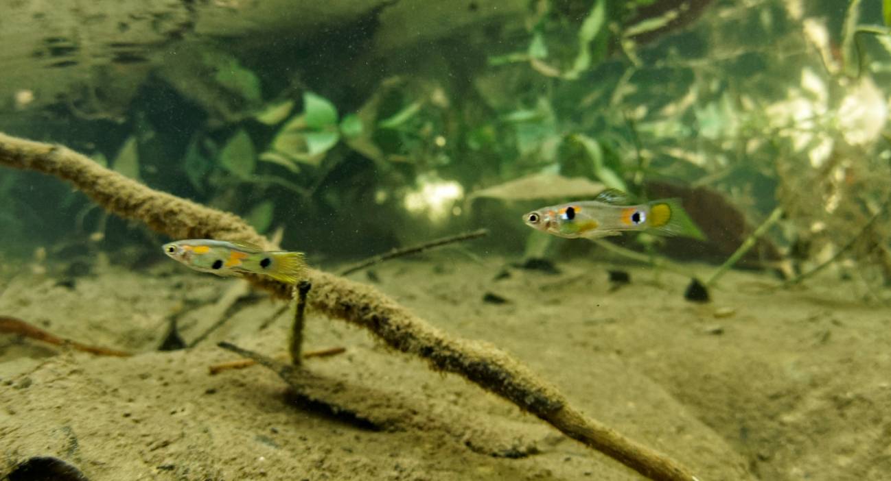 Dos guppys macho en un arroyo de Trinidad