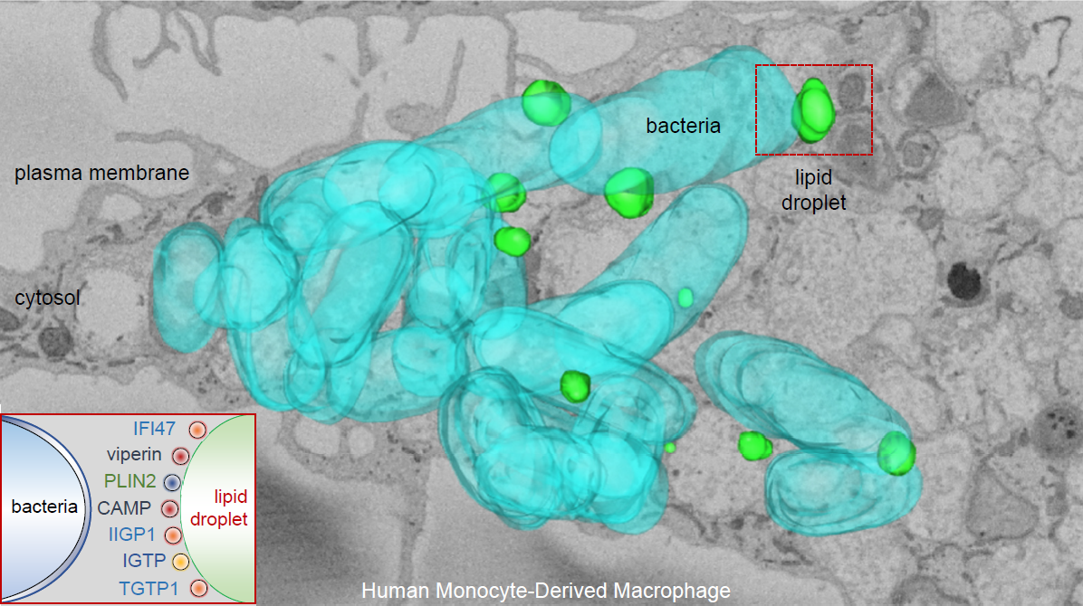 Macrófago humano derivado de un monocito