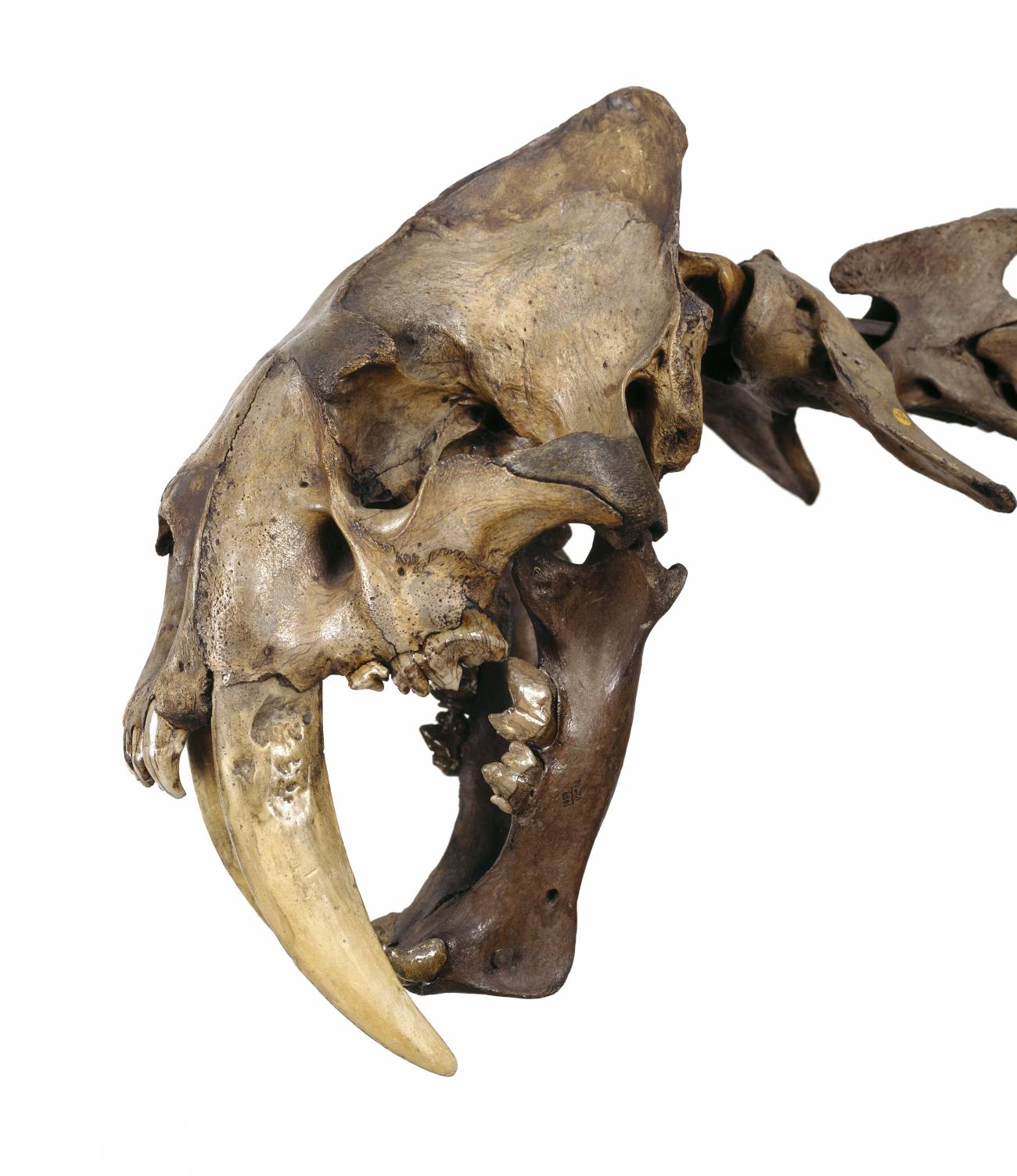 Un espécimen de felino dientes de sable extinto en las colecciones del Museo de Historia Natural de Londres. / © Museo de Historia Natural (Reino Unido)