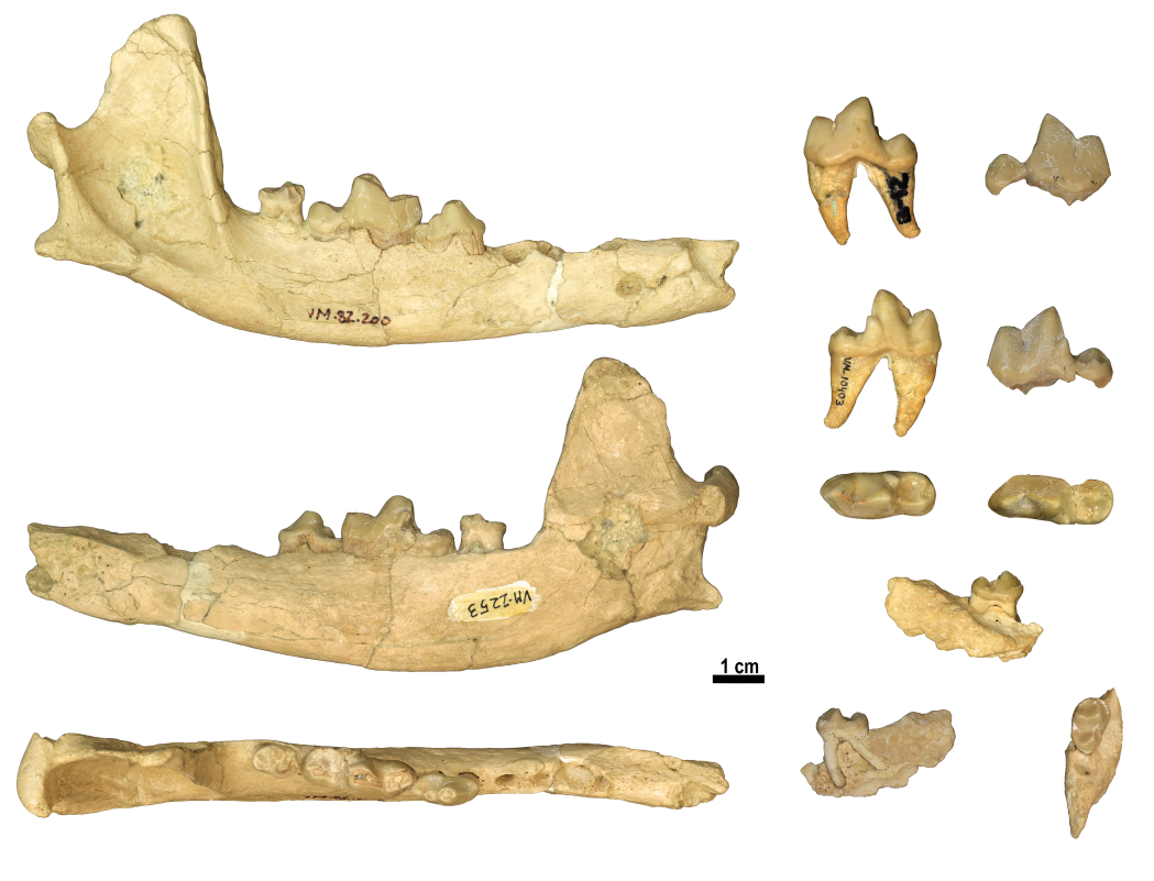 Restos fósiles de la mandíbula del lobo. / IPHES