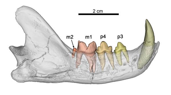 Imagen de CT Scan de la mandíbula de Magerifelis peignei del yacimiento de Príncipe Pío-2 (Madrid), mostrando el segundo molar inferior (m2). 