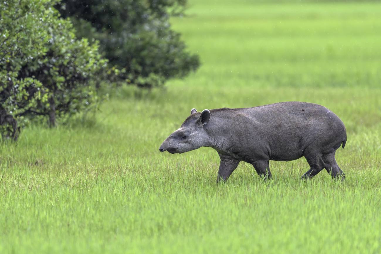 El tapir sudamericano, fotografiado en el Pantanal, es uno de los 240 mamíferos de Zoonomia. / Marcos Amend