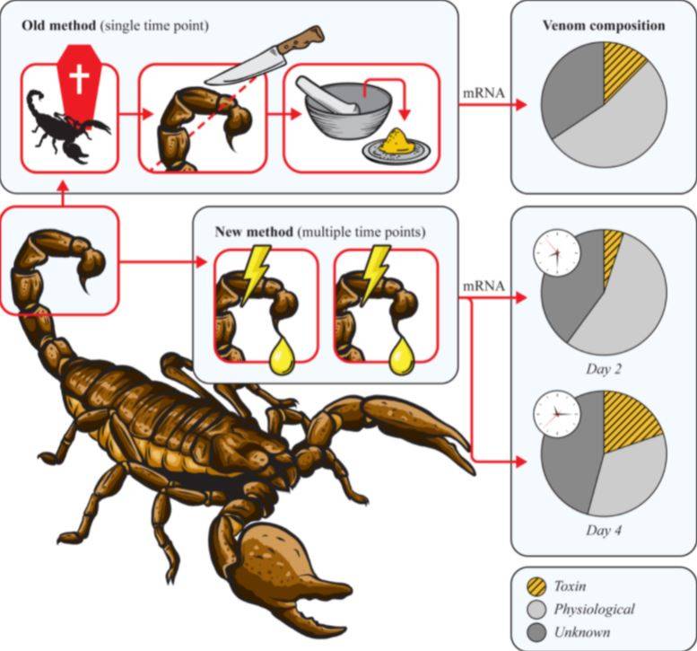 Metodos - Técnica revoluciona estudio de la composición del veneno de los escorpiones sin tener que matar al animal