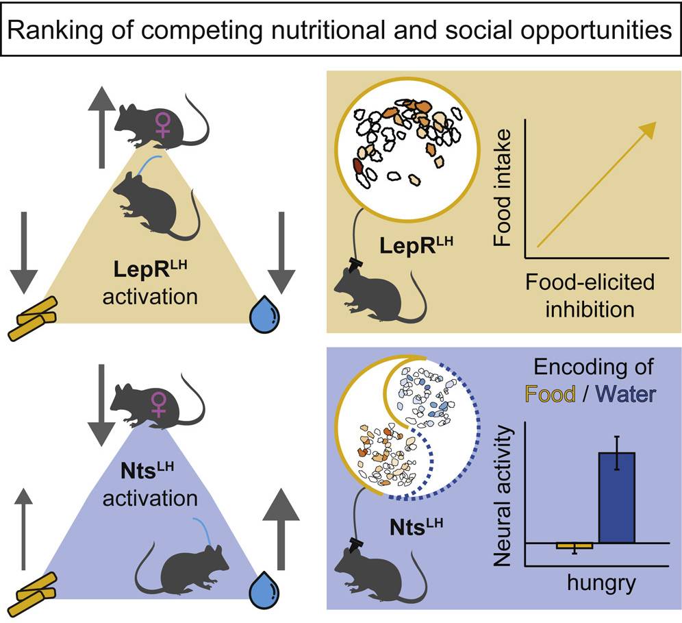 resumen gráfico que explica cómo las hormonas leptina y neurotensina ayudan a los ratones a equilibrar sus necesidades nutricionales y sociales.