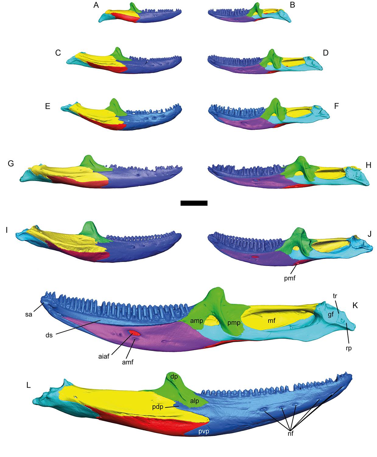 Modelos 3D de las especies. / ICP