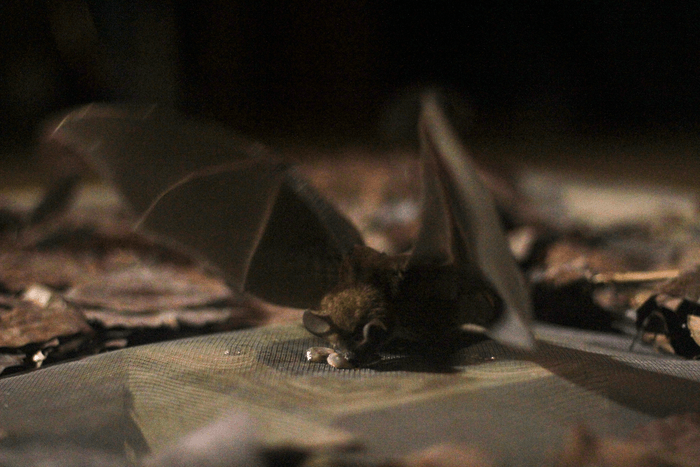 Murciélago comedor de rana encima de un altavoz