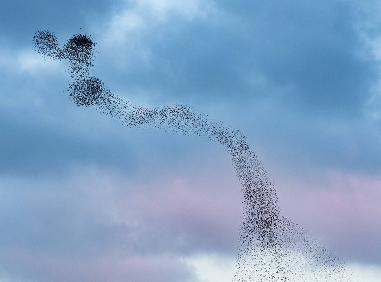 Imagen del movimiento coordinado de estorninos en el aire.