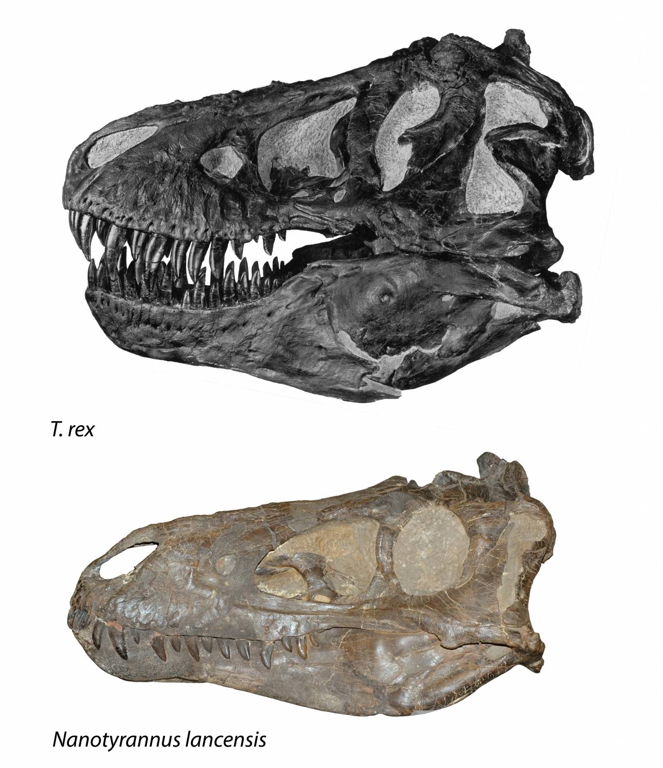 Comparación de cráneos de ambas especies / Nick Longrich