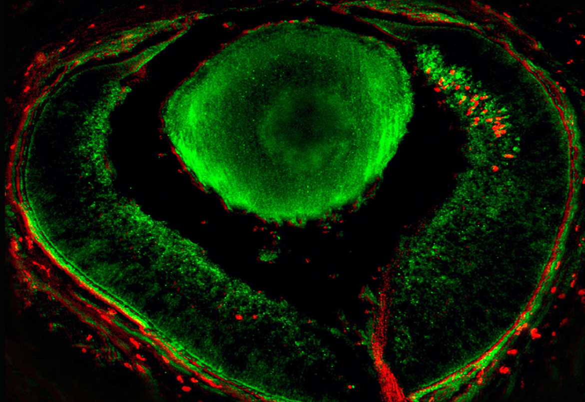 neuronas retina