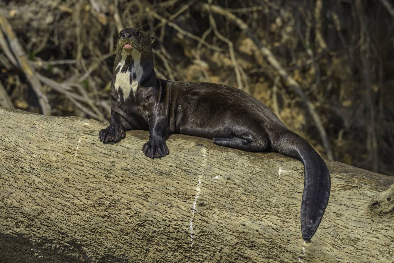 La nutria gigante, fotografiada en el Pantanal, es una de las 52 especies amenazadas de Zoonomia./ Marcos Amend